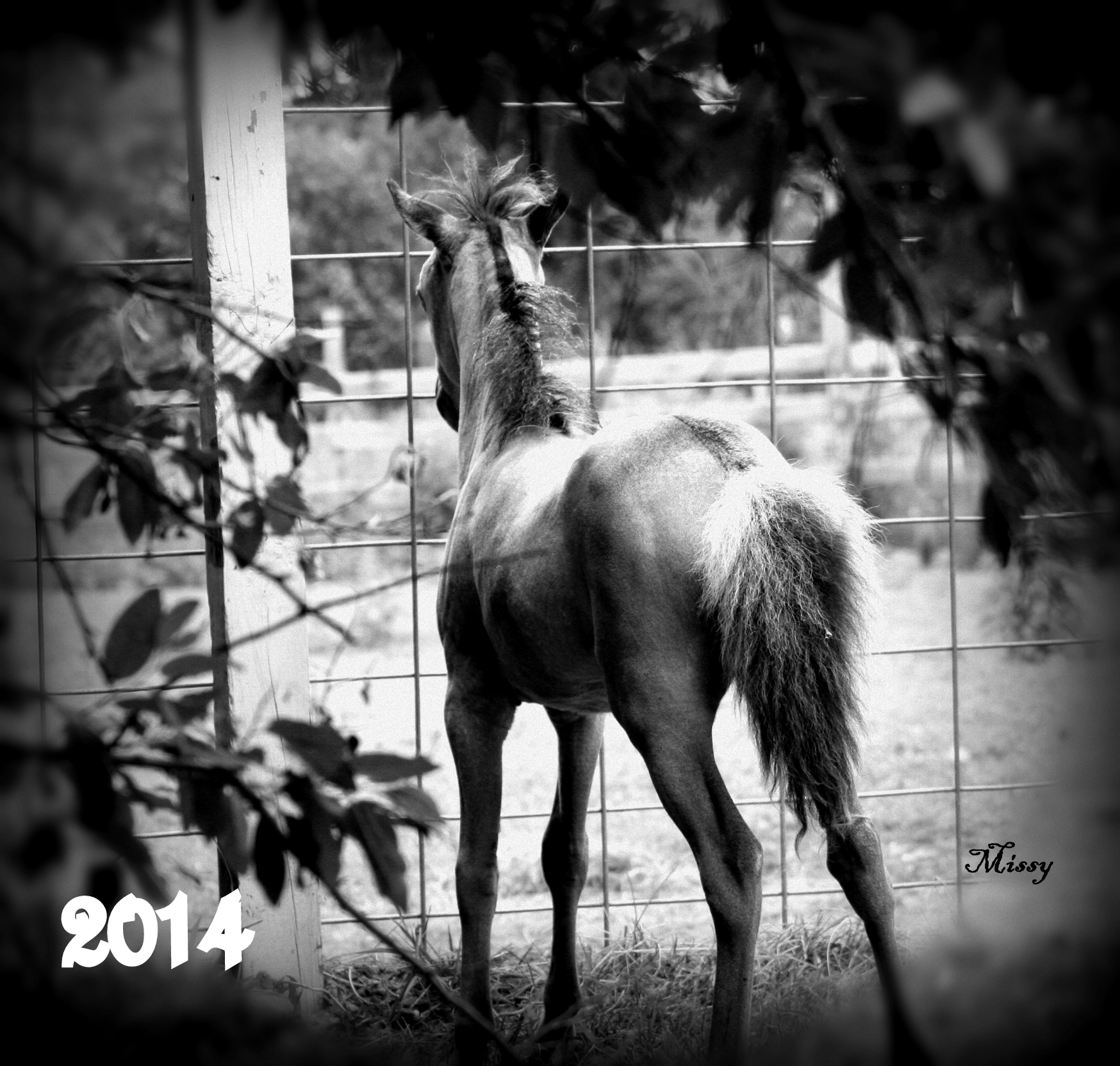 2014 Foals
