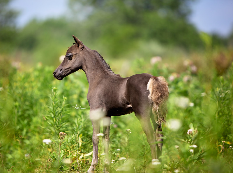 2016 Foals